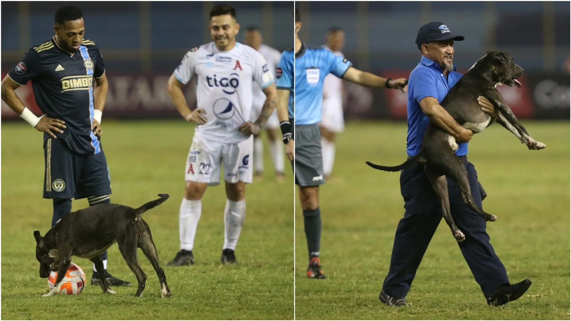 Concachampions 2023: La historia del perro que invadió el estadio Cuscatlán