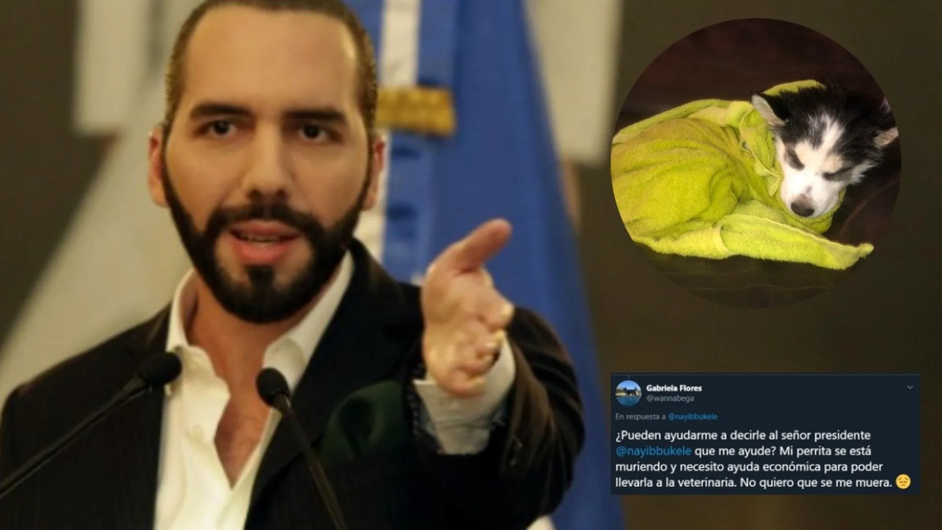 Conmovedor: le suplica a Bukele ayuda para salvar su perrita, y así respondió
