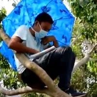 Conmovedor: la historia del Alex, un joven universitario que se sube a un árbol para tener sus clases virtuales