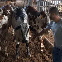 Fue campeón en Saprissa y Alajuelense, jugó un Mundial con Costa Rica pero se hizo ganadero y agricultor: "Llevo una vida más tranquila que en el fútbol"
