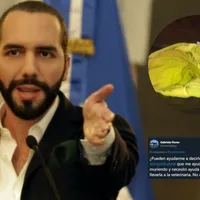 Conmovedor: le suplica a Bukele ayuda para salvar su perrita, y así respondió