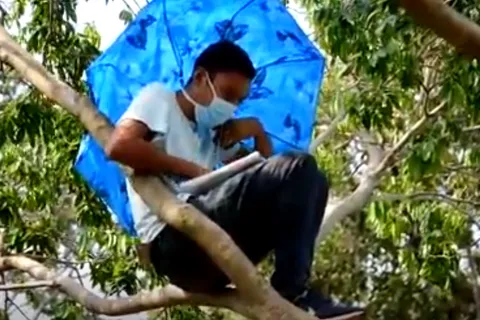 Conmovedor: la historia del Alex, un joven universitario que se sube a un árbol para tener sus clases virtuales