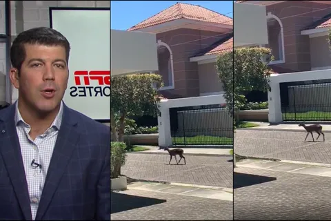 Fernando Palomo reflexiona ante venados salvajes en las calles de El Salvador