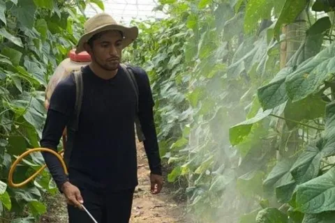 Futbolista del FAS se olvida del fútbol y se dedica a la agricultura durante la cuarentena