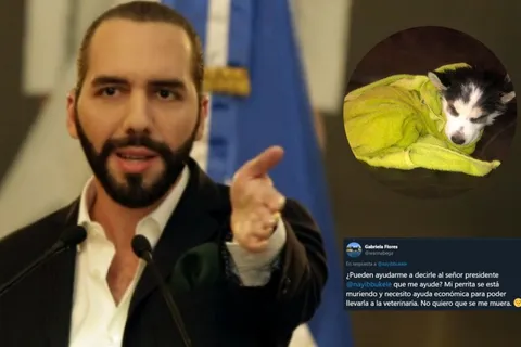 Conmovedor: le suplica a Bukele ayuda para salvar su perrita, y así respondió