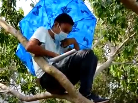 Conmovedor: la historia del Alex, un joven universitario que se sube a un árbol para tener sus clases virtuales