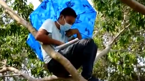 El joven se sube a su árbol todos los días para tener su clase virtual.