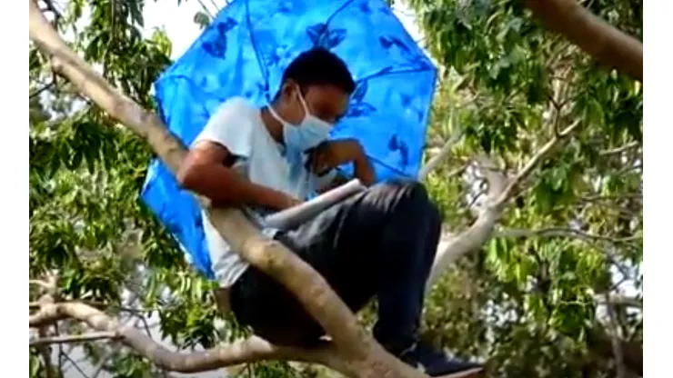 El joven se sube a su árbol todos los días para tener su clase virtual.