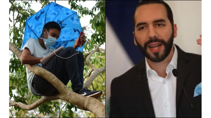 Nayib Bukele reacciona ante caso de joven que escalaba un arbol para estudiar