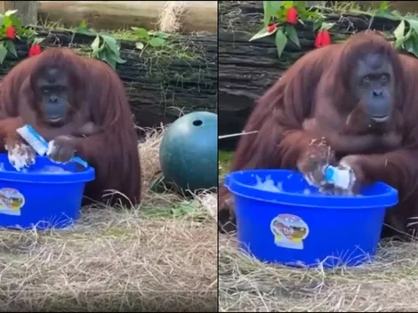 Viral: orangután se lava las manos al ver que otros lo hacen