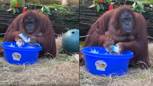 Viral: orangután se lava las manos al ver que otros lo hacen