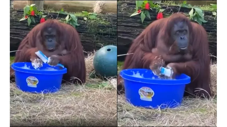 Viral: orangután se lava las manos al ver que otros lo hacen