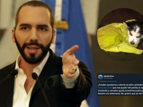 Conmovedor: le suplica a Bukele ayuda para salvar su perrita, y así respondió