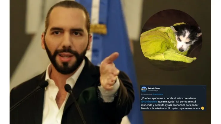 Conmovedor: le suplica a Bukele ayuda para salvar su perrita, y así respondió