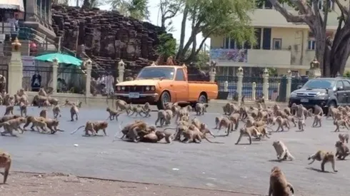 Viral: cientos de monos pelean por escasa comida a causa del coronavirus
