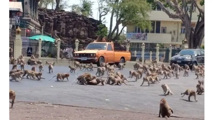 Viral: cientos de monos pelean por escasa comida a causa del coronavirus