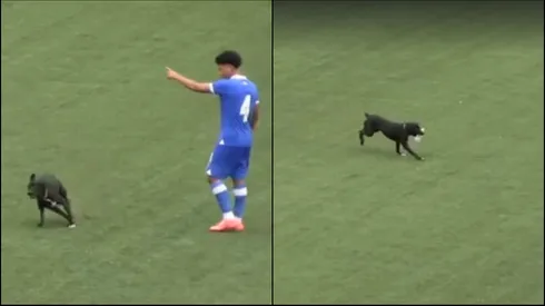 Un perro se llevó los focos en el partido