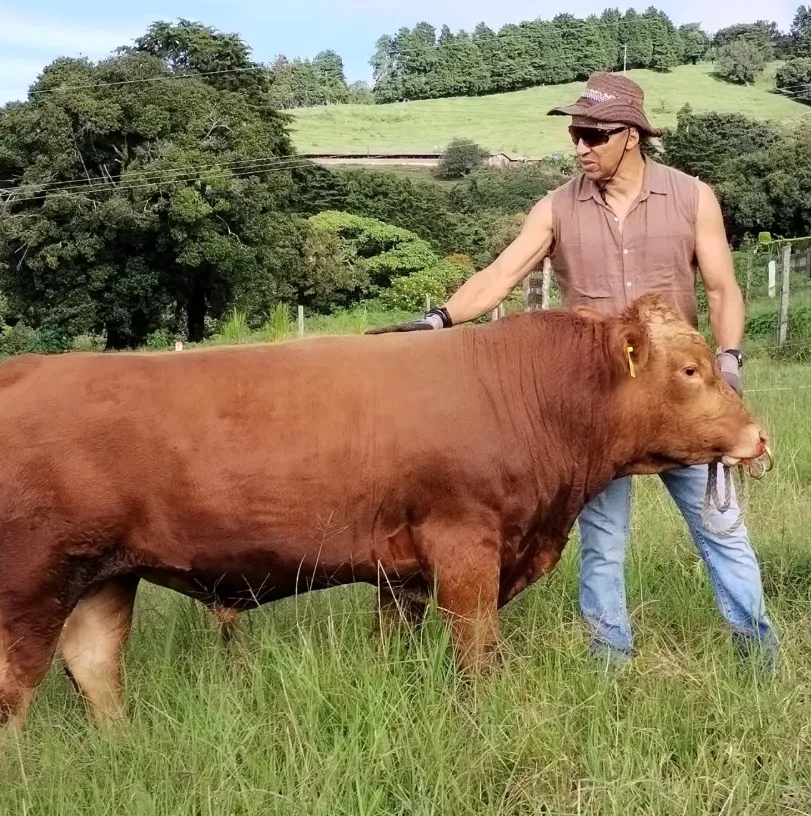 El toro Romeo, gran orgullo de Erick Lonnis (Instagram).