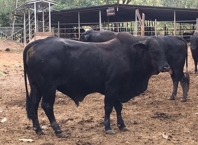 Espartano fue el gran orgullo de Jonathan McDonald (La Teja).