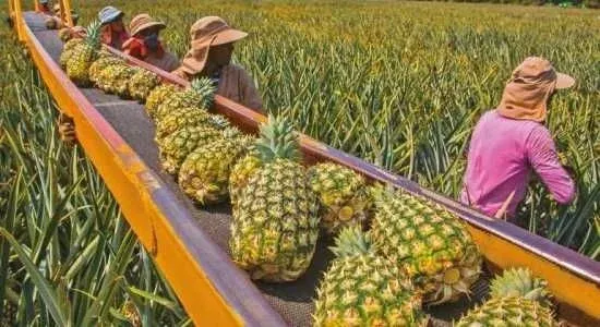 Cortés trabajó para la empresa Pindeco, en Puntarenas (Surcos Digital).